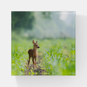 Cute Baby Deer Fawn in Grass Nature Photography Paperweight