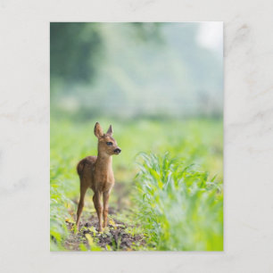 Cute Baby Deer Fawn in Grass Nature Photography Postcard