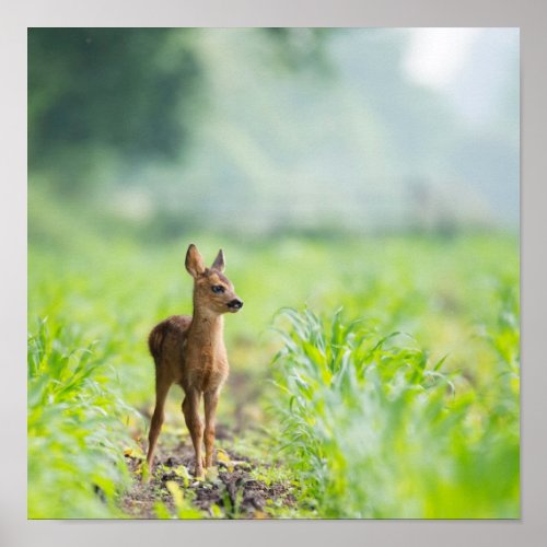 Cute Baby Deer Fawn in Grass Nature Photography Poster