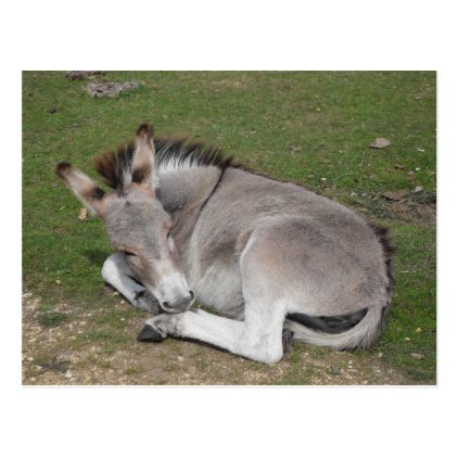 Cute baby donkey foal laying down postcard