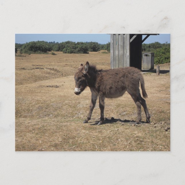 Cute baby donkey foal postcard (Front)