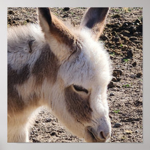 Cute Baby Donkey Poster