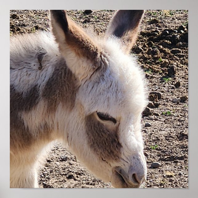 Cute Baby Donkey Poster (Front)