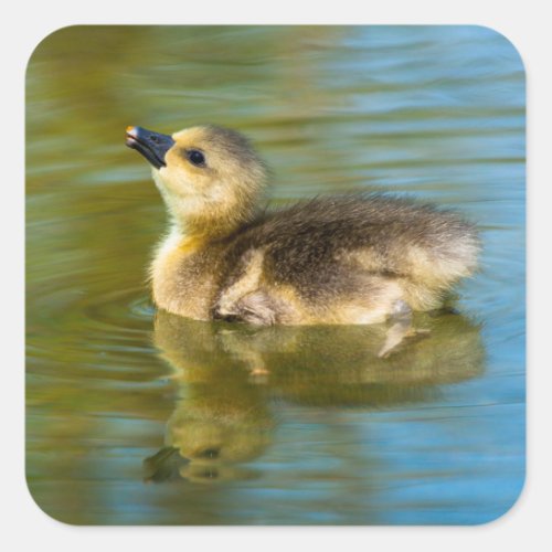 Cute baby duckling reflection in water photo square sticker