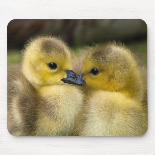 Cute Baby Ducklings Mouse Pad