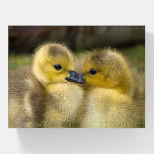 Cute Baby Ducklings Paperweight