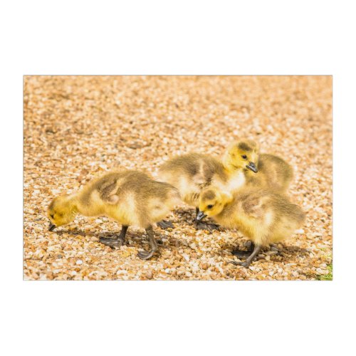 Cute baby ducklings pecking outdoors UK Acrylic Print