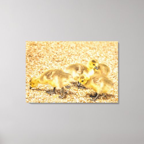 Cute baby ducklings pecking outdoors UK Canvas Print