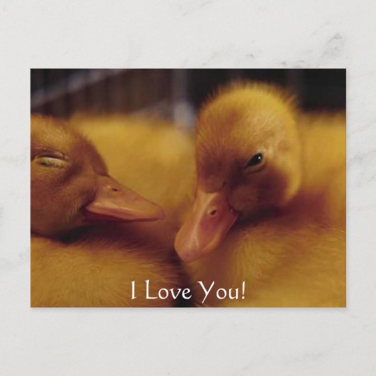 Cute Baby Ducks Holiday Postcard Zazzlecom