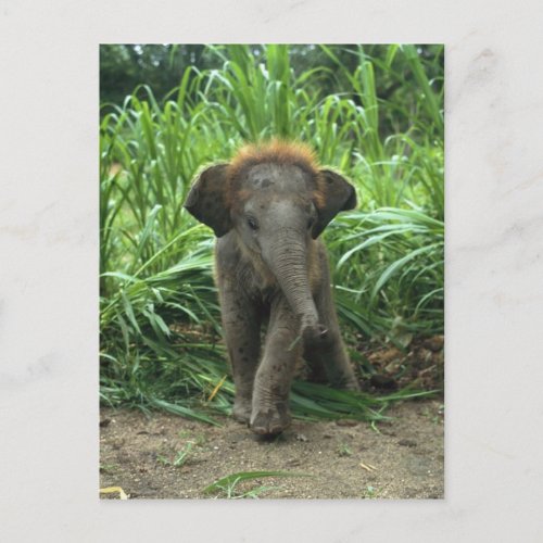 Cute Baby Elephant Postcard