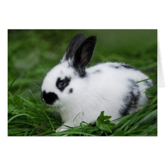 Cute Baby English Bunny Rabbit - Baby Animals Cards