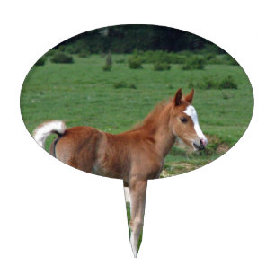 Cute Baby Foal Destiny Gifts Springtime Adorable Cake Topper