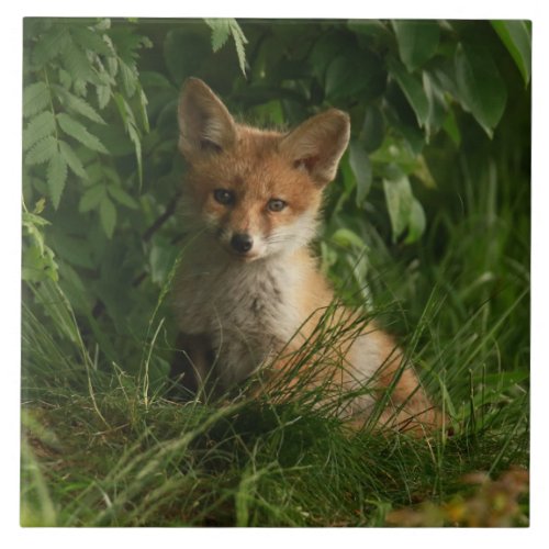 Cute Baby Fox in a Green Forest Ceramic Tile