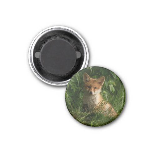  Cute Baby Fox in a Green Forest Magnet