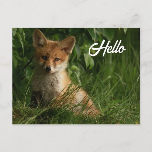 Cute Baby Fox in a Green Forest Postcard
