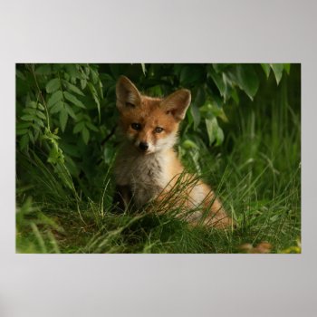 Cute Baby Fox In A Green Forest Poster by Mirribug at Zazzle