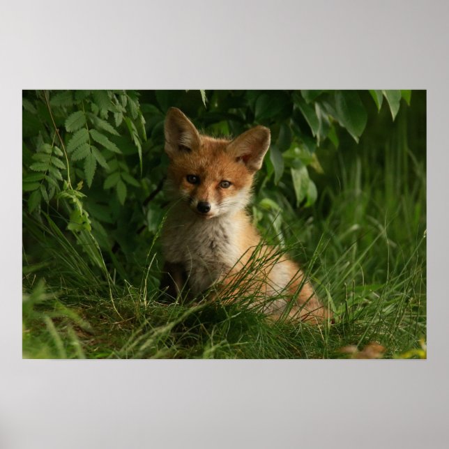 Cute Baby Fox in a Green Forest Poster (Front)