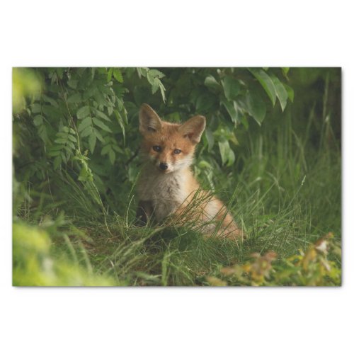 Cute Baby Fox in a Green Forest Tissue Paper