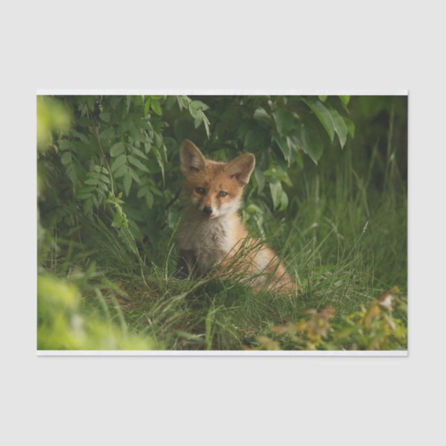 Cute Baby Fox in a Green Forest Tissue Paper (Front)