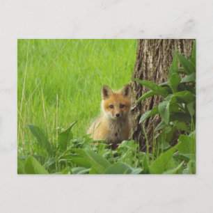 Cute baby fox in springtime photograph postcard