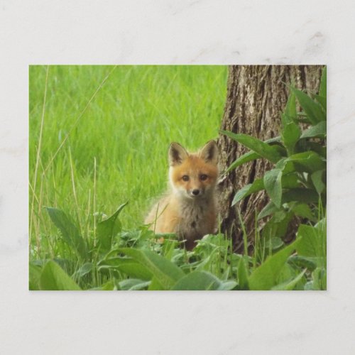 Cute baby fox in springtime photograph postcard