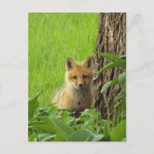 Cute baby fox in springtime photograph postcard
