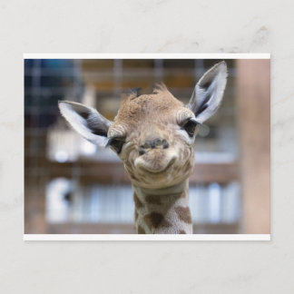 cute baby giraffe postcard