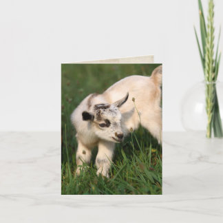 Cute Baby Goat Card