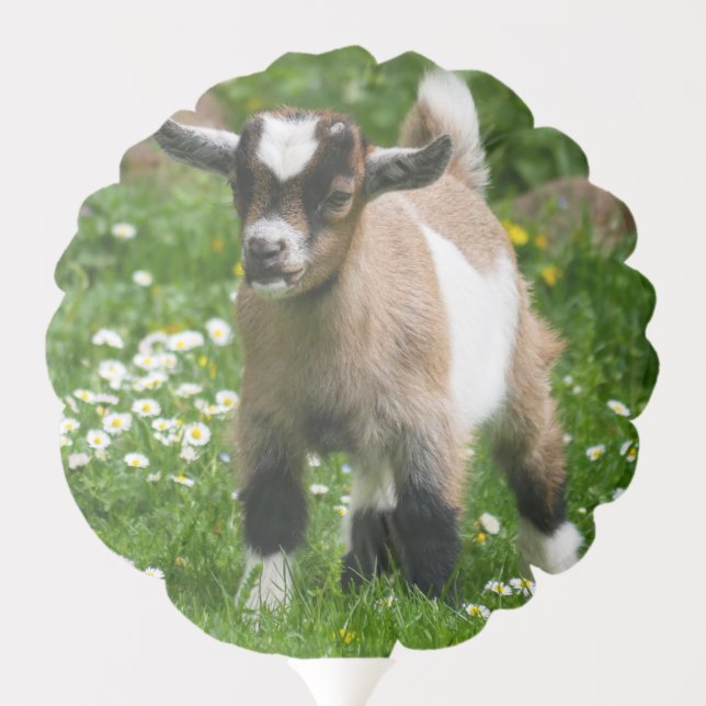 Cute Baby Goat kid Balloon (Back)