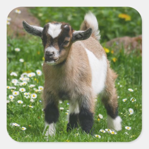 Cute Baby Goat kid Square Sticker