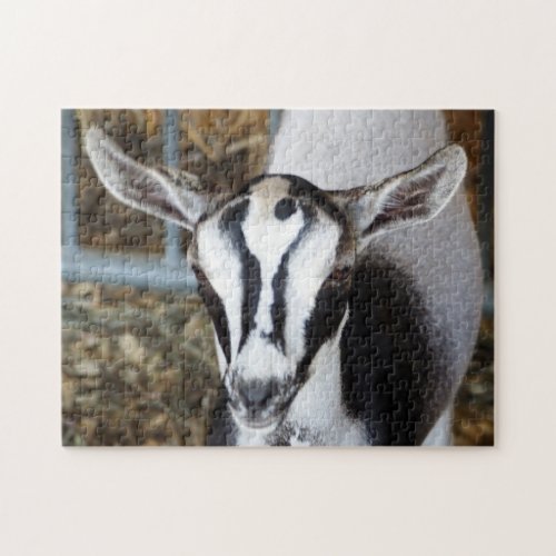 Cute Baby Goat Photo Jigsaw Puzzle