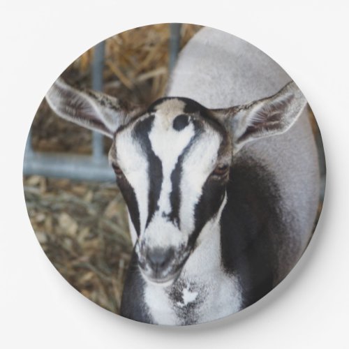 Cute Baby Goat Photo Paper Plates