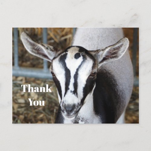 Cute Baby Goat Photo Thank You Postcard