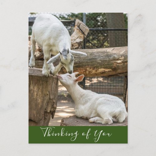 Cute Baby Goats Thinking of You Postcard
