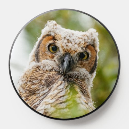 Cute Baby Great Horned Owl Yellow Eyes PopSocket