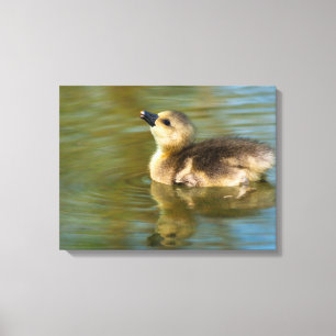 Cute baby Greylag goose Canvas Print