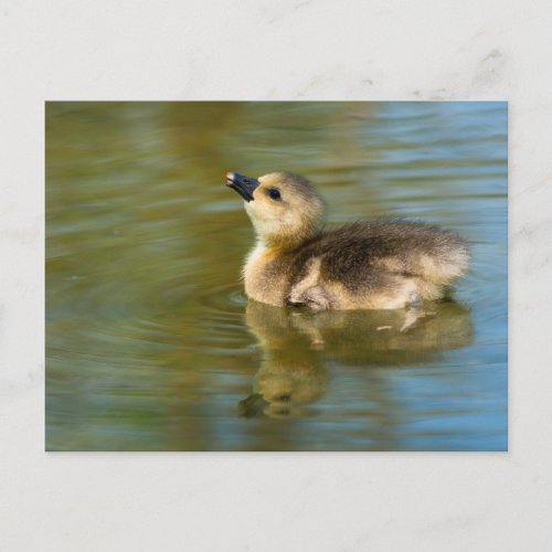 Cute baby Greylag goose Postcard