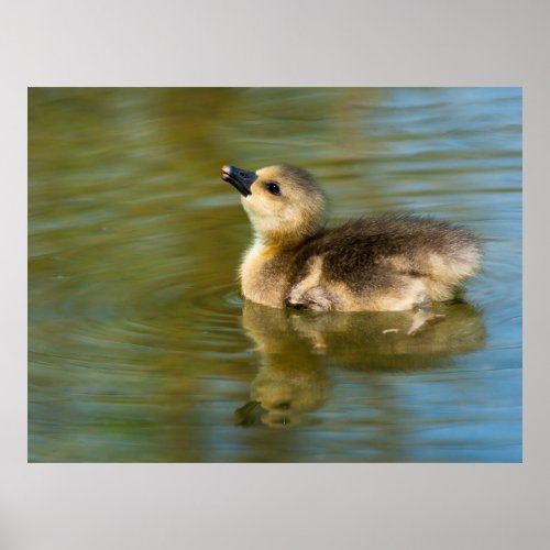 Cute baby Greylag goose Poster