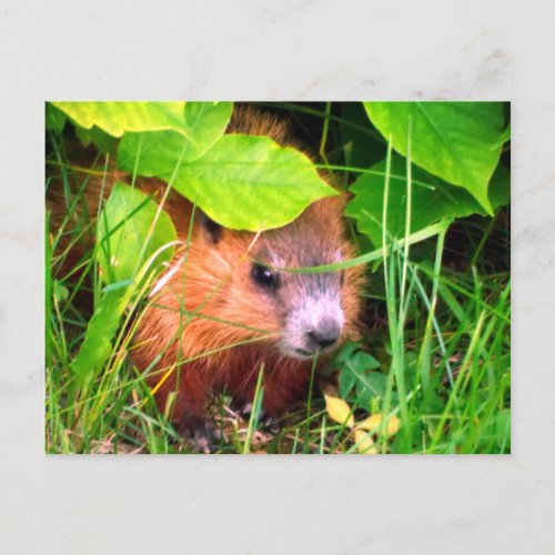 Cute Baby Groundhog Marmotte Marmot Canada Postcard