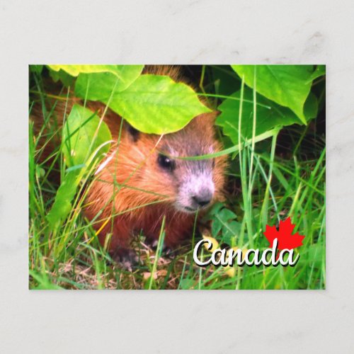 Cute Baby Groundhog Marmotte Marmot Canada Postcard