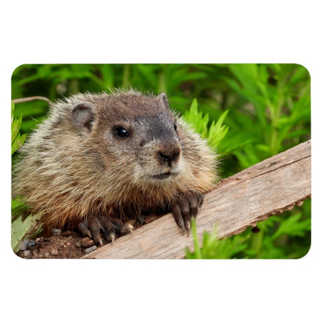 Cute Baby Groundhog / Woodchuck Magnet (Horizontal)
