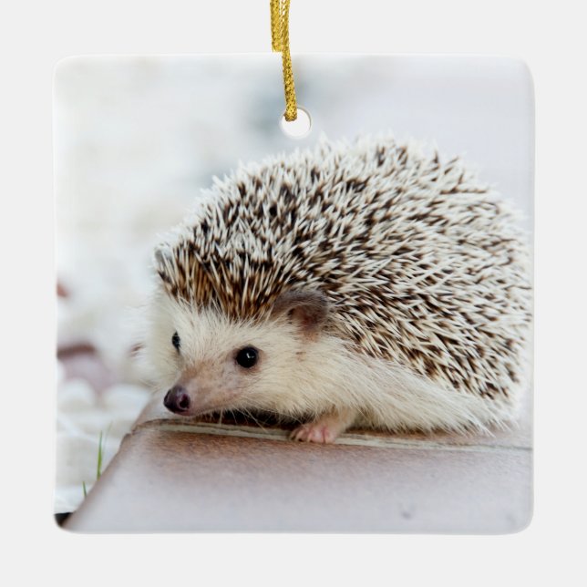 Cute Baby Hedgehog Animal Ceramic Ornament (Front)