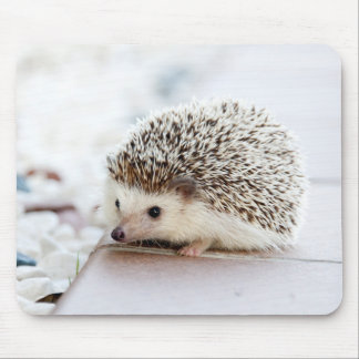 Cute Baby Hedgehog Animal Mouse Pad