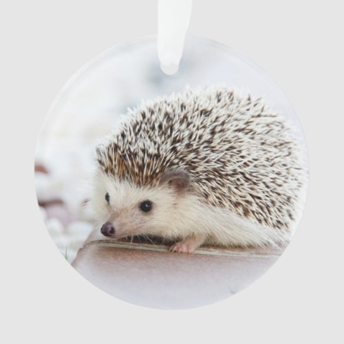 Cute Baby Hedgehog Animal Ornament