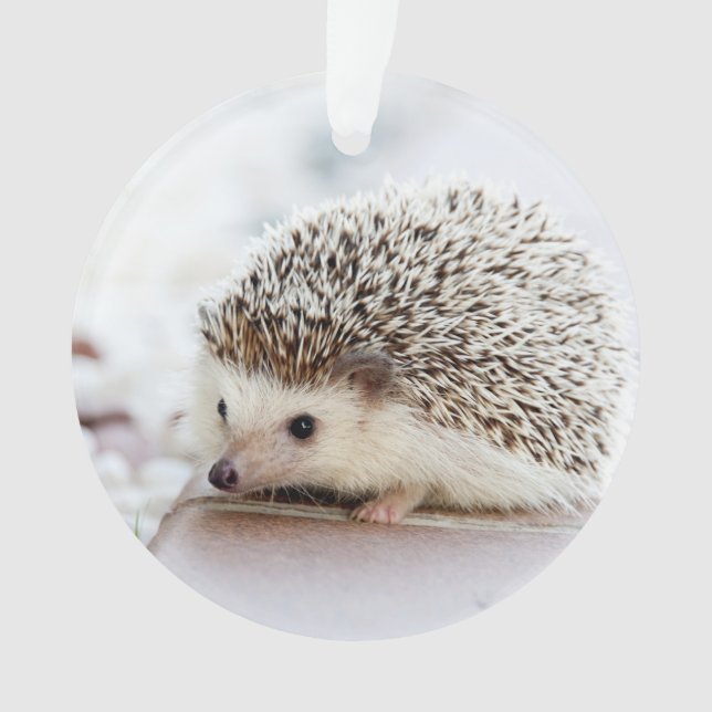 Cute Baby Hedgehog Animal Ornament (Front)