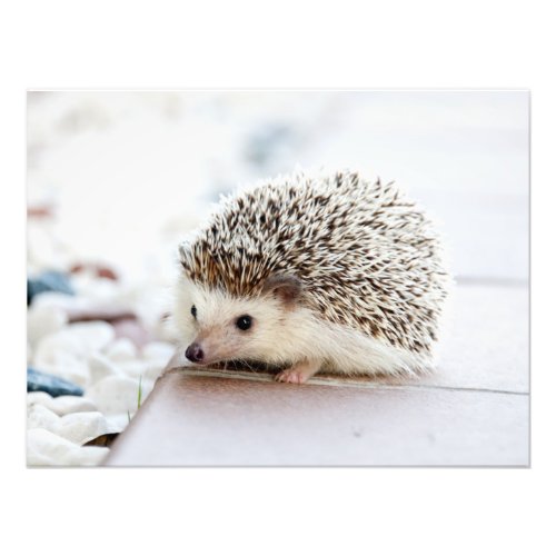 Cute Baby Hedgehog Animal Photo Print