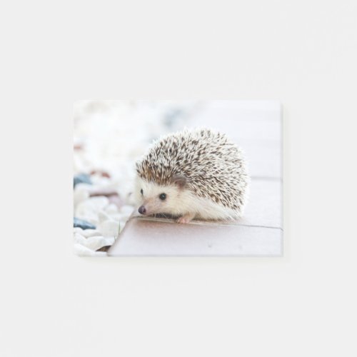 Cute Baby Hedgehog Animal Post_it Notes