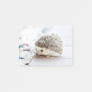 Cute Baby Hedgehog Animal Post-it Notes