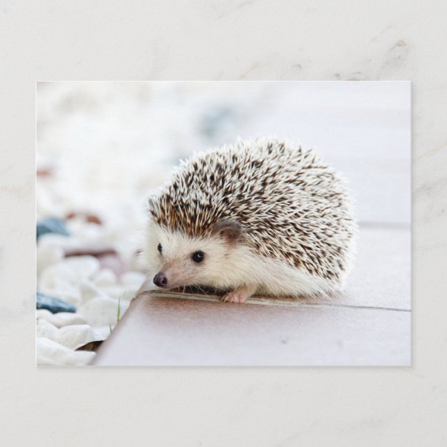 Cute Baby Hedgehog Animal Postcard (Front)