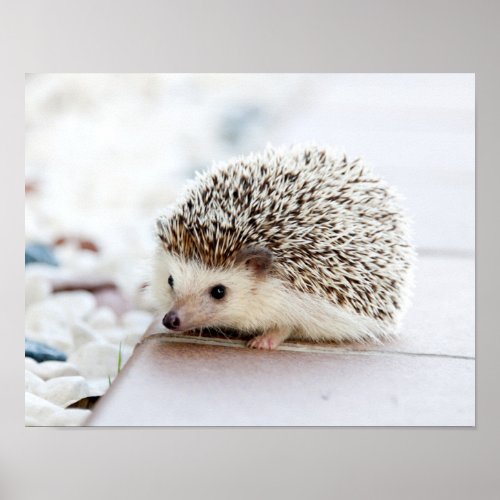 Cute Baby Hedgehog Animal Poster